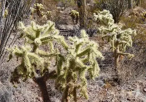 Arizona-trail-4